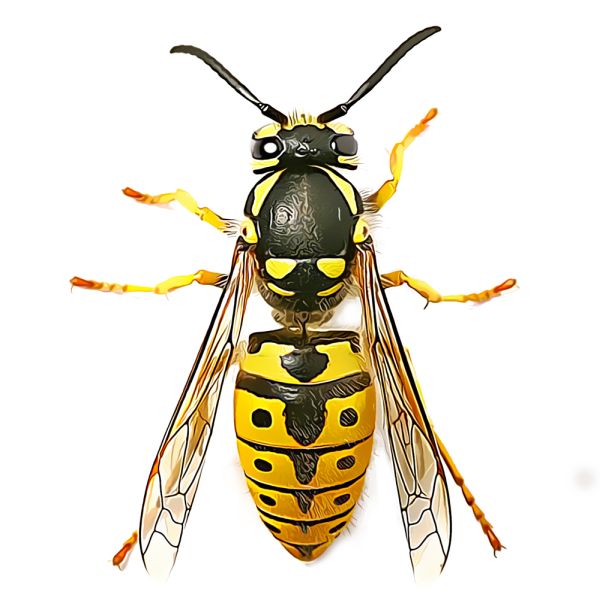 黄蜂 PNG免抠图透明素材 素材中国编号:74611