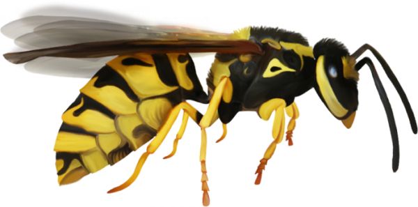 黄蜂 PNG透明背景免抠图元素 素材中国编号:74582