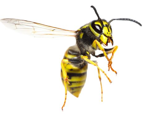 黄蜂 PNG透明背景免抠图元素 素材中国编号:74619