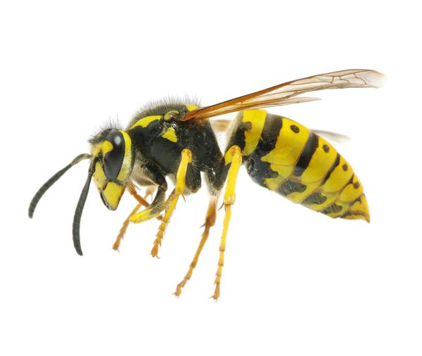 黄蜂 PNG透明背景免抠图元素 素材中国编号:74622