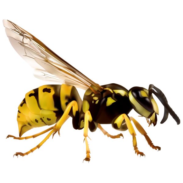 黄蜂 PNG透明背景免抠图元素 素材中国编号:74630