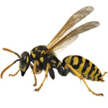 黄蜂 PNG免抠图透明素材 素材天下