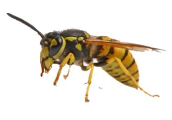 黄蜂 PNG透明背景免抠图元素 素材中国编号:74644