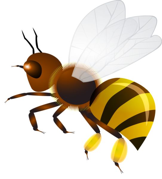 黄蜂 PNG透明背景免抠图元素 素材中国编号:74585
