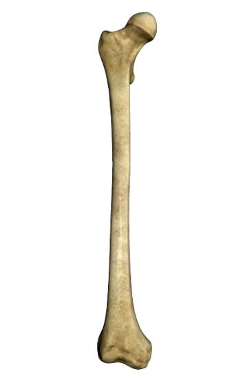 骨头 PNG透明背景免抠图元素 素材中国编号:46834