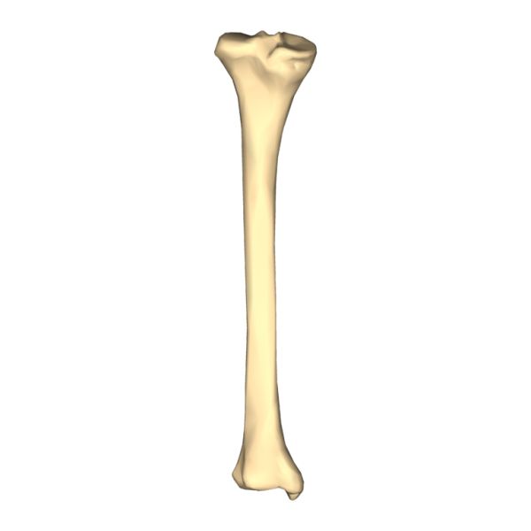 骨头 PNG免抠图透明素材 16设计网编号:46841
