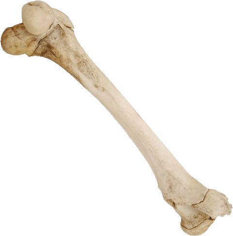 骨头 PNG免抠图透明素材 16设计网编号:46823