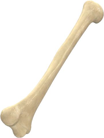 骨头 PNG免抠图透明素材 16设计网编号:46824