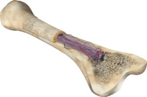 骨头 PNG透明背景免抠图元素 素材