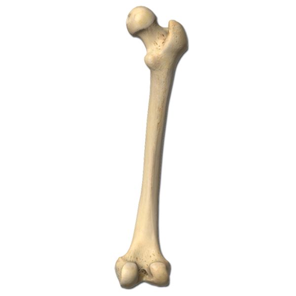 骨头 PNG透明背景免抠图元素 16图