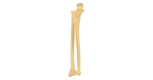 骨头 PNG免抠图透明素材 16设计网编号:46875