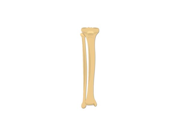 骨头 PNG免抠图透明素材 16设计网编号:46877