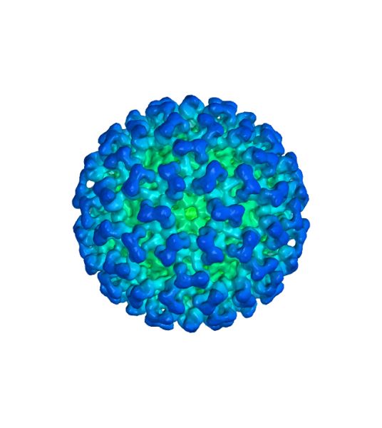 冠状病毒 PNG透明背景免抠图元素 16图库网编号:92528