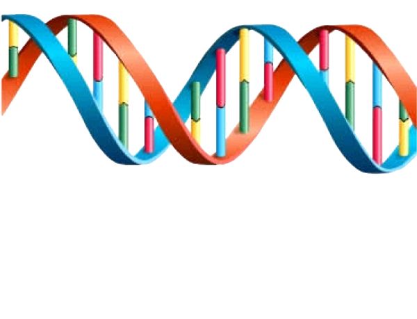 DNA PNG免抠图透明素材 普贤居素材编号:100728
