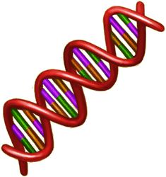DNA PNG透明背景免抠图元素 16图库网编号:48565