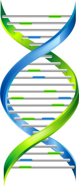 DNA PNG透明背景免抠图元素 16图库网编号:48590