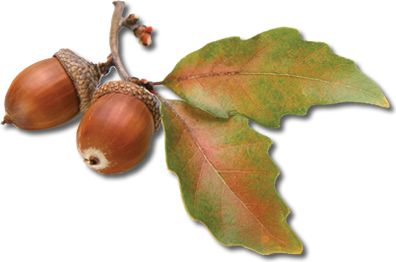 Acorn PNG image, free, acorns 图片编号:743