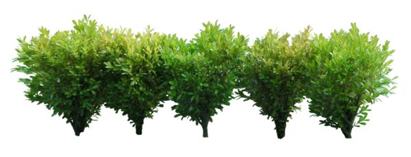 灌木丛PNG透明背景免抠图元素 素材