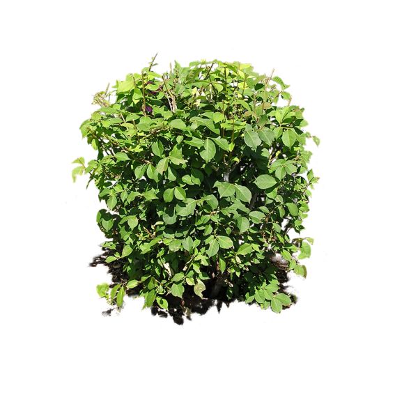 灌木植物PNG免抠图透明素材 16设计网编号:7223