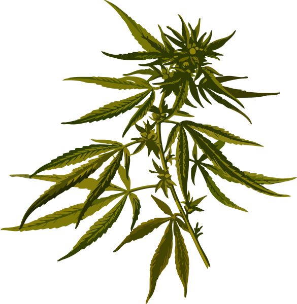 大麻PNG透明背景免抠图元素 16图库网编号:31992