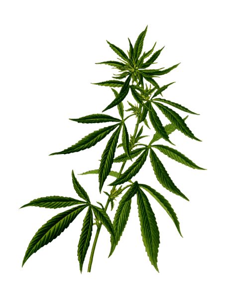 大麻PNG透明背景免抠图元素 素材中