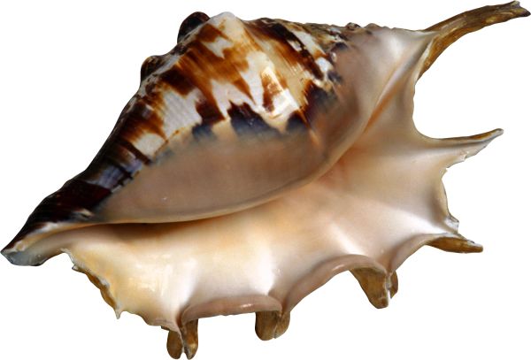 海螺 PNG透明背景免抠图元素 素材