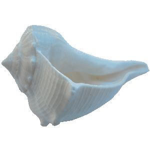 海螺 PNG免抠图透明素材 16设计网编号:18225