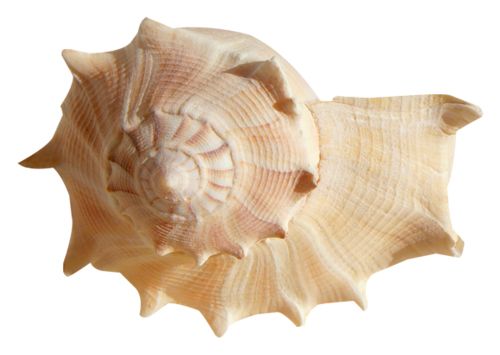 海螺 PNG透明背景免抠图元素 16图库网编号:18227