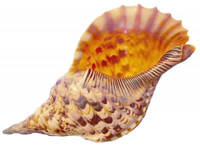 海螺 PNG透明背景免抠图元素 16图库网编号:18229