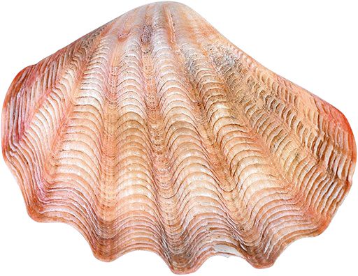 海螺 PNG免抠图透明素材 素材天下编号:18231