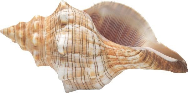 海螺 PNG透明背景免抠图元素 16图库网编号:18234