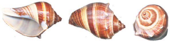 海螺 PNG透明背景免抠图元素 16图库网编号:18237