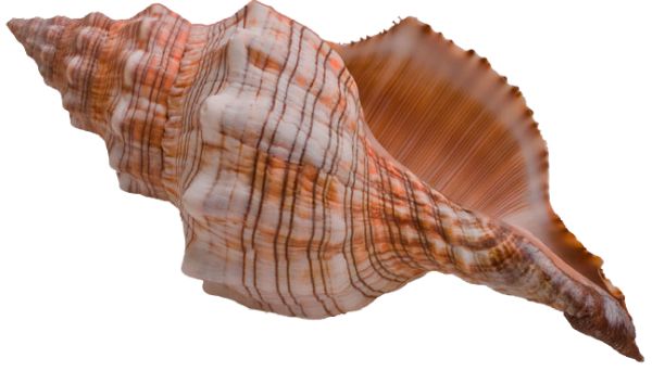 海螺 PNG透明元素免抠图素材 16素材网编号:18238