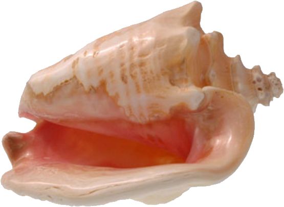 海螺 PNG透明背景免抠图元素 16图库网编号:18241