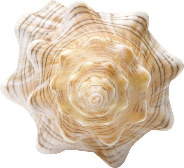 海螺 PNG免抠图透明素材 16设计网编号:18244