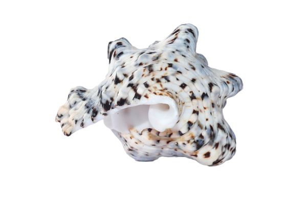 海螺 PNG免抠图透明素材 16设计网