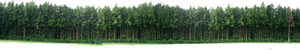 森林 PNG免抠图透明素材 16设计网编号:104673