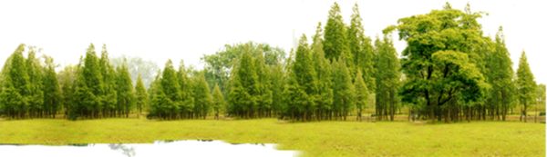 森林 PNG透明背景免抠图元素 16图库网编号:104677