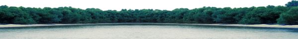 森林 PNG透明背景免抠图元素 素材中国编号:104680