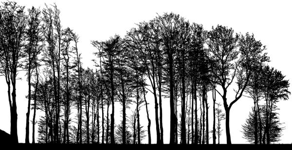 森林 PNG免抠图透明素材 16设计网编号:104684
