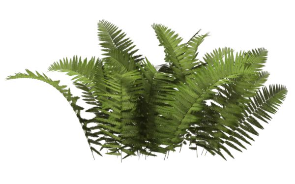 丛林 PNG免抠图透明素材 16设计网