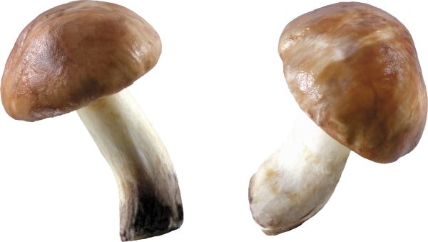 蘑菇PNG免抠图透明素材 16设计网编号:3179