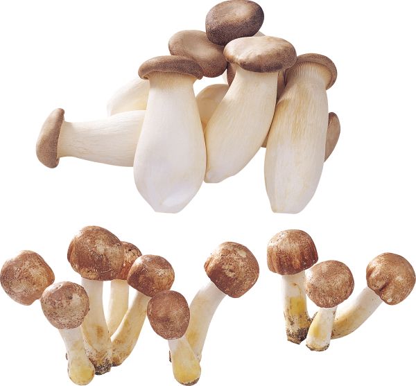 蘑菇PNG透明背景免抠图元素 素材中国编号:3180