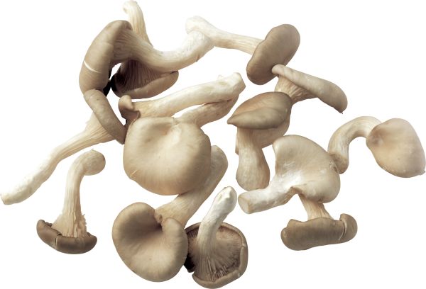 蘑菇PNG透明元素免抠图素材 16素材网编号:3181