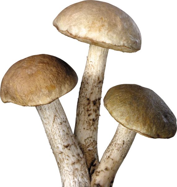 蘑菇PNG免抠图透明素材 普贤居素材编号:3183