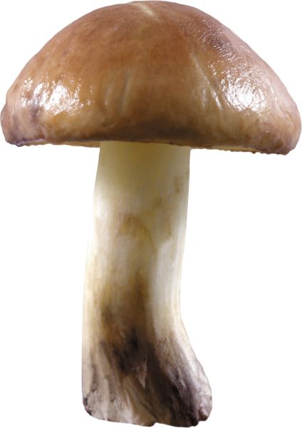 蘑菇PNG透明背景免抠图元素 素材中国编号:3186