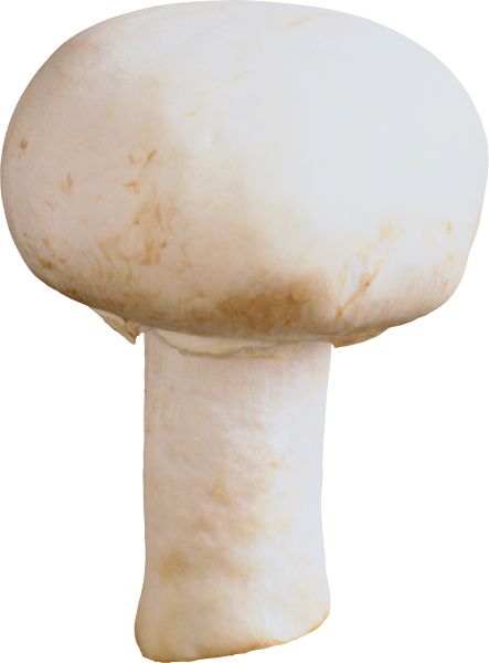 蘑菇PNG透明背景免抠图元素 16图库网编号:3187