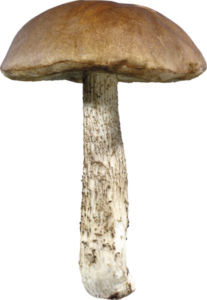 蘑菇PNG透明背景免抠图元素 素材中国编号:3193