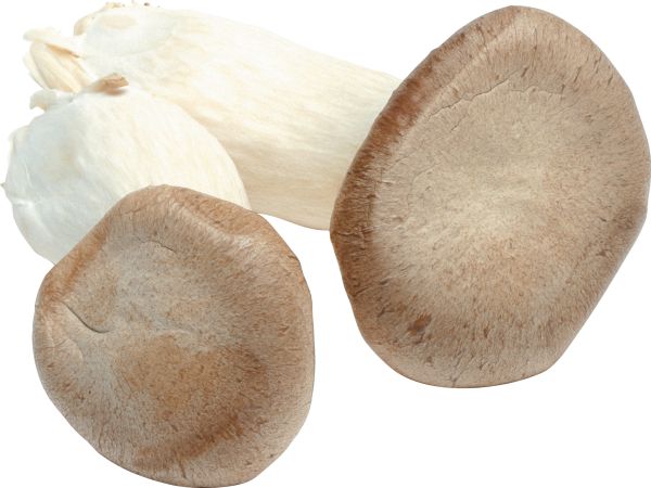 蘑菇PNG免抠图透明素材 16设计网编号:3196