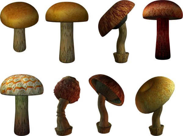 蘑菇PNG透明背景免抠图元素 素材中国编号:3197